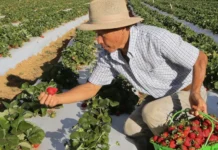 Garantia-Safra 2024/2025: Agricultores do Amazonas e Nordeste começam a receber benefício