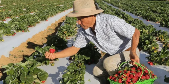 Garantia-Safra 2024/2025: Agricultores do Amazonas e Nordeste começam a receber benefício