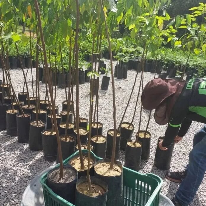 Itacoatiara: Projeto com apoio da Fapeam aprimora produção de mudas florestais na Amazônia