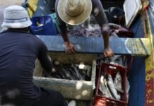 Pescadores do Seguro-Defeso recebem 6º lote de pagamentos nesta terça