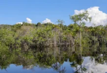 Governo do Brasil capta R$ 179 bilhões para transição ecológica desde 2023