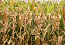 Praga do milho causa prejuízo bilionário no Brasil e desafia produtores