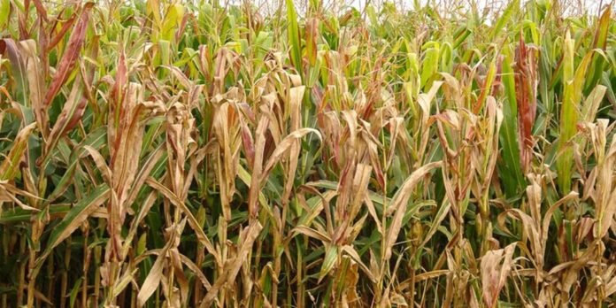 Praga do milho causa prejuízo bilionário no Brasil e desafia produtores