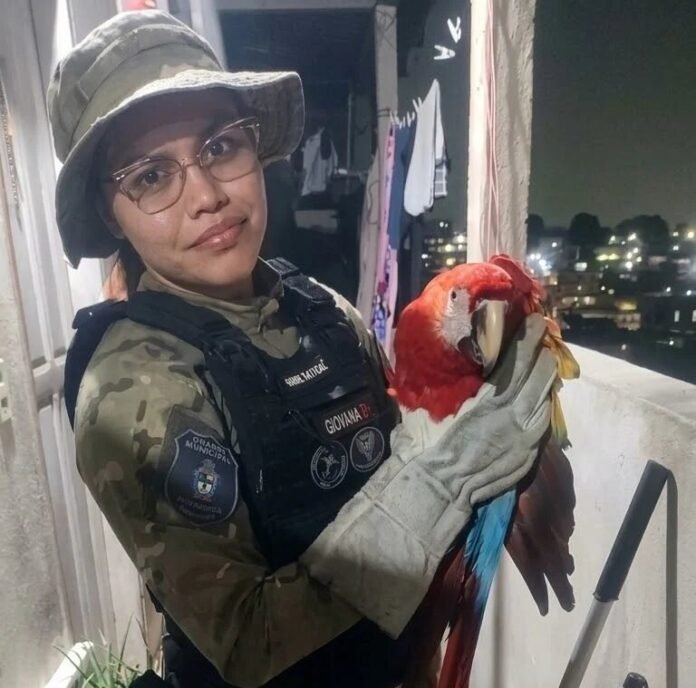 Guarda Municipal de Manaus resgata jiboia, arara e corujinha em ações distintas
