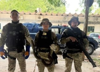 Guarda Municipal de Manaus resgata sucuri em situação de maus-tratos no Santa Etelvina